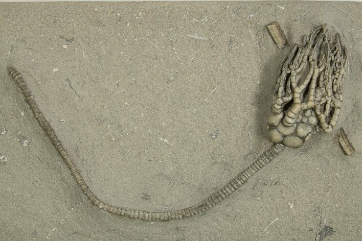 Fossil Crinoid (Cyathocrinites) - Crawfordsville, Indiana #310208